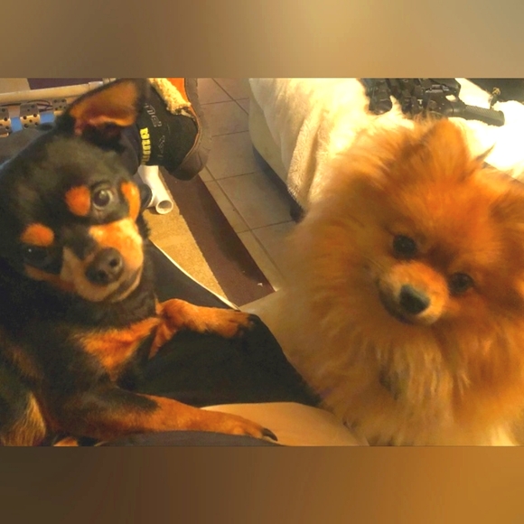 Whiskey Accepts Offers! - Picture 2 of 8